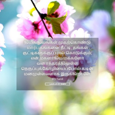 Picture 05 - புலம்பல் 4:3 TAMIRV - திமிங்கிலங்கள் - Bible Verse Picture