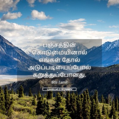 Picture 05 - புலம்பல் 5:10 TAMIRV - பஞ்சத்தின் - Bible Verse Picture