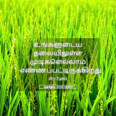 Picture 05 - மத்தேயு 10:30 TAMIRV - உங்களுடைய - Bible Verse Picture