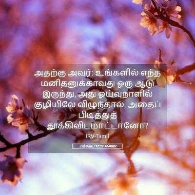 Picture 05 - மத்தேயு 12:11 TAMIRV - அதற்கு அவர்: - Bible Verse Picture
