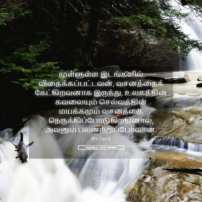 Picture 05 - மத்தேயு 13:22 TAMIRV - முள்ளுள்ள - Bible Verse Picture