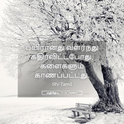 Picture 05 - மத்தேயு 13:26 TAMIRV - பயிரானது வளர்ந்து - Bible Verse Picture