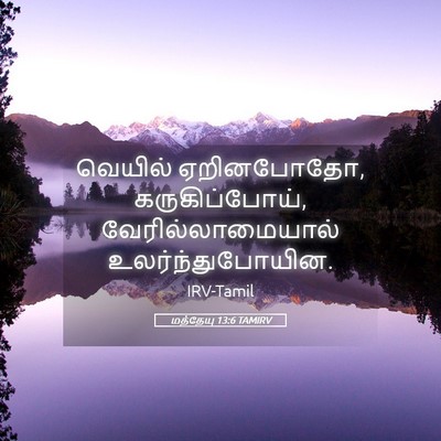 Picture 05 - மத்தேயு 13:6 TAMIRV - வெயில் ஏறினபோதோ, - Bible Verse Picture