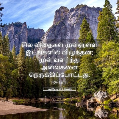 Picture 05 - மத்தேயு 13:7 TAMIRV - சில விதைகள் - Bible Verse Picture