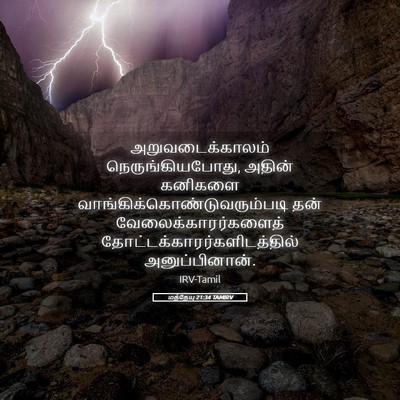 Picture 05 - மத்தேயு 21:34 TAMIRV - அறுவடைக்காலம் - Bible Verse Picture