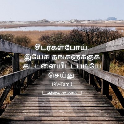 Picture 05 - மத்தேயு 21:6 TAMIRV - சீடர்கள்போய், - Bible Verse Picture