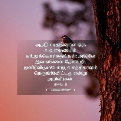 Picture 05 - மத்தேயு 24:32 TAMIRV - அத்திமரத்தினால் - Bible Verse Picture