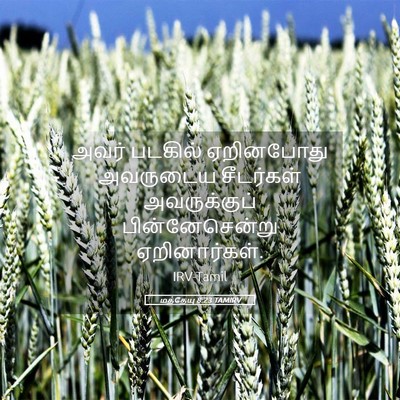 Picture 05 - மத்தேயு 8:23 TAMIRV - அவர் படகில் - Bible Verse Picture