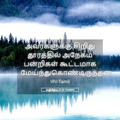 Picture 05 - மத்தேயு 8:30 TAMIRV - அவர்களுக்கு - Bible Verse Picture