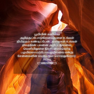Picture 05 - மல்கியா 3:11 TAMIRV - பூமியின் கனியை - Bible Verse Picture