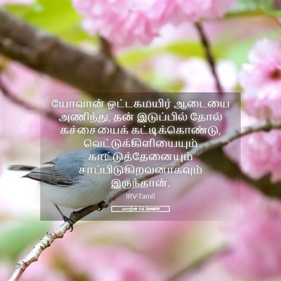 Picture 05 - மாற்கு 1:6 TAMIRV - யோவான் ஒட்டகமயிர் - Bible Verse Picture