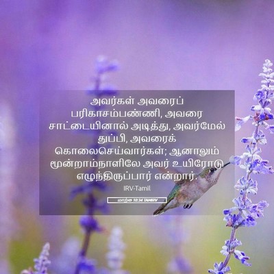 Picture 05 - மாற்கு 10:34 TAMIRV - அவர்கள் அவரைப் - Bible Verse Picture