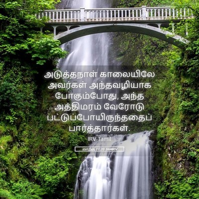 Picture 05 - மாற்கு 11:20 TAMIRV - அடுத்தநாள் - Bible Verse Picture