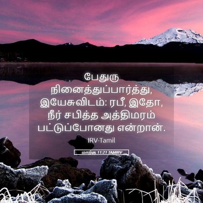 Picture 05 - மாற்கு 11:21 TAMIRV - பேதுரு - Bible Verse Picture