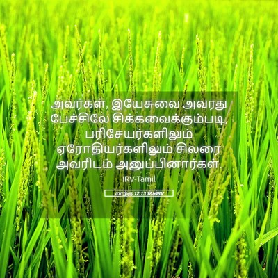 Picture 05 - மாற்கு 12:13 TAMIRV - அவர்கள், இயேசுவை - Bible Verse Picture