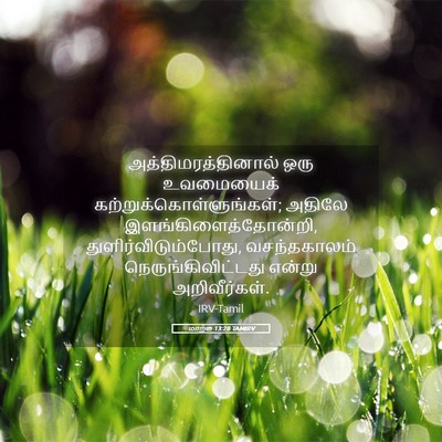 Picture 05 - மாற்கு 13:28 TAMIRV - அத்திமரத்தினால் - Bible Verse Picture
