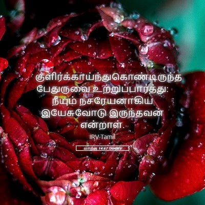 Picture 05 - மாற்கு 14:67 TAMIRV -  - Bible Verse Picture