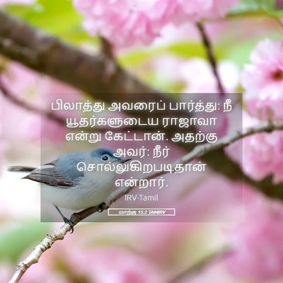 Picture 05 - மாற்கு 15:2 TAMIRV - பிலாத்து அவரைப் - Bible Verse Picture
