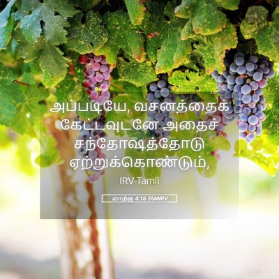 Picture 05 - மாற்கு 4:16 TAMIRV - அப்படியே, - Bible Verse Picture