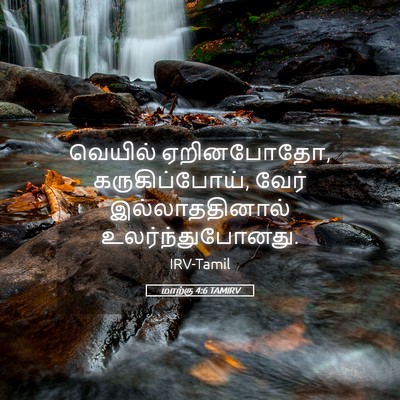Picture 05 - மாற்கு 4:6 TAMIRV - வெயில் ஏறினபோதோ, - Bible Verse Picture