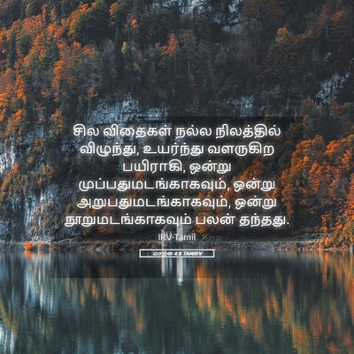 Picture 05 - மாற்கு 4:8 TAMIRV - சில விதைகள் நல்ல - Bible Verse Picture