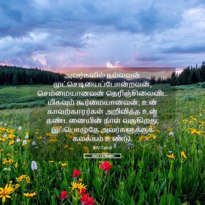 Picture 05 - மீகா 7:4 TAMIRV - அவர்களில் நல்லவன் - Bible Verse Picture