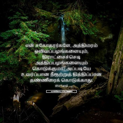 Picture 05 - யாக்கோபு 3:12 TAMIRV - என் சகோதரர்களே, - Bible Verse Picture