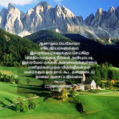 Picture 05 - யாத்திராகமம் 11:7 TAMIRV - ஆனாலும் யெகோவா - Bible Verse Picture