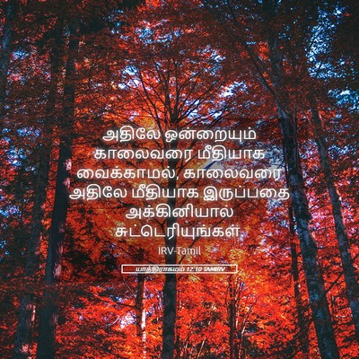 Picture 05 - யாத்திராகமம் 12:10 TAMIRV - அதிலே ஒன்றையும் - Bible Verse Picture