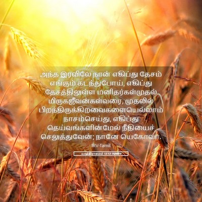 Picture 05 - யாத்திராகமம் 12:12 TAMIRV - அந்த இரவிலே நான் - Bible Verse Picture