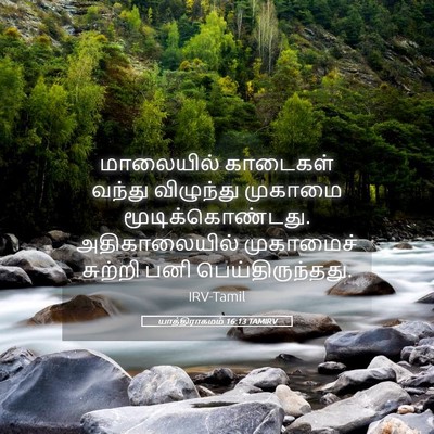 Picture 05 - யாத்திராகமம் 16:13 TAMIRV - மாலையில் காடைகள் - Bible Verse Picture
