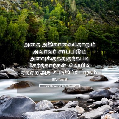 Picture 05 - யாத்திராகமம் 16:21 TAMIRV - அதை அதிகாலைதோறும் - Bible Verse Picture