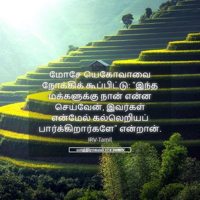 Picture 05 - யாத்திராகமம் 17:4 TAMIRV - மோசே யெகோவாவை - Bible Verse Picture