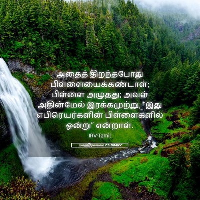 Picture 05 - யாத்திராகமம் 2:6 TAMIRV - அதைத் திறந்தபோது - Bible Verse Picture