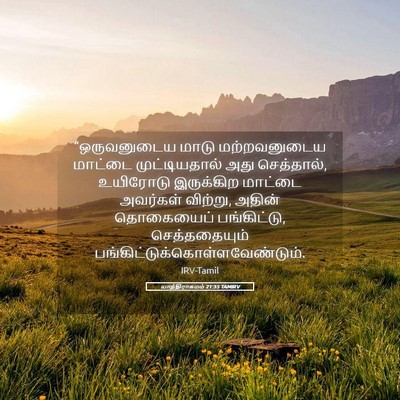 Picture 05 - யாத்திராகமம் 21:35 TAMIRV - “ஒருவனுடைய மாடு - Bible Verse Picture