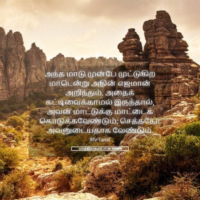 Picture 05 - யாத்திராகமம் 21:36 TAMIRV - அந்த மாடு முன்பே - Bible Verse Picture