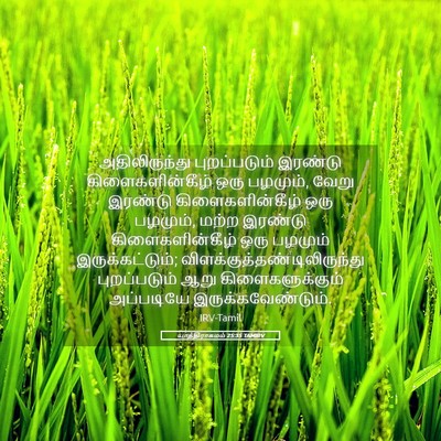 Picture 05 - யாத்திராகமம் 25:35 TAMIRV - அதிலிருந்து - Bible Verse Picture