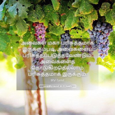 Picture 05 - யாத்திராகமம் 30:29 TAMIRV - அவைகள் மகா - Bible Verse Picture