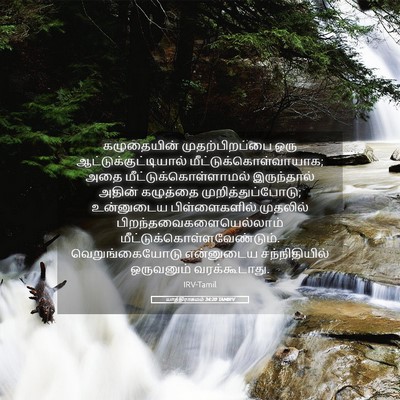 Picture 05 - யாத்திராகமம் 34:20 TAMIRV - கழுதையின் - Bible Verse Picture
