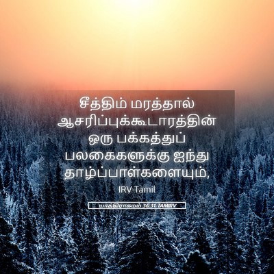 Picture 05 - யாத்திராகமம் 36:31 TAMIRV - சீத்திம் மரத்தால் - Bible Verse Picture