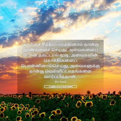 Picture 05 - யாத்திராகமம் 36:36 TAMIRV - அதற்குச் சீத்திம் - Bible Verse Picture