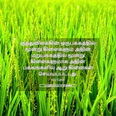Picture 05 - யாத்திராகமம் 37:18 TAMIRV - குத்துவிளக்கின் - Bible Verse Picture