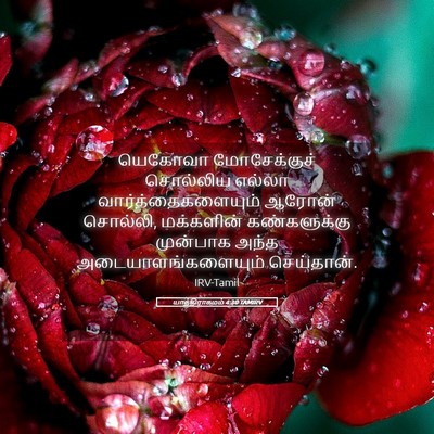 Picture 05 - யாத்திராகமம் 4:30 TAMIRV - யெகோவா மோசேக்குச் - Bible Verse Picture