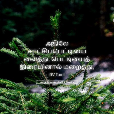 Picture 05 - யாத்திராகமம் 40:3 TAMIRV - அதிலே - Bible Verse Picture