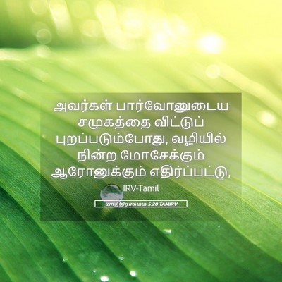 Picture 05 - யாத்திராகமம் 5:20 TAMIRV - அவர்கள் - Bible Verse Picture