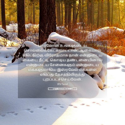 Picture 05 - யாத்திராகமம் 7:4 TAMIRV - பார்வோன் - Bible Verse Picture