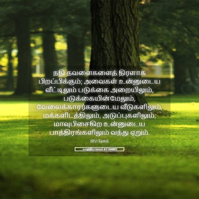 Picture 05 - யாத்திராகமம் 8:3 TAMIRV - நதி தவளைகளைத் - Bible Verse Picture