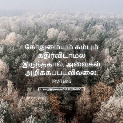 Picture 05 - யாத்திராகமம் 9:32 TAMIRV - கோதுமையும் - Bible Verse Picture