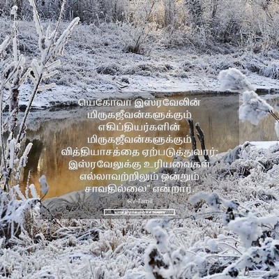 Picture 05 - யாத்திராகமம் 9:4 TAMIRV - யெகோவா இஸ்ரவேலின் - Bible Verse Picture