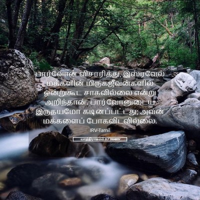 Picture 05 - யாத்திராகமம் 9:7 TAMIRV - பார்வோன் - Bible Verse Picture